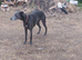 Whippet x lurcher