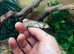 Pink Tongue Skinks at Birmingham Reptiles