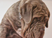 2 Neapolitan Mastiff Adults