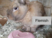 3 rabbits looking for homes