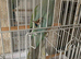 Tamed Male mutation Ringneck
