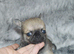 EXTENSIVELY HEALTH TESTED KC REG CHIHUAHUAS