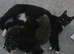 Beautiful kittens