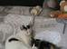 Girl kitten for rehoming