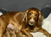 Golden Working Cocker Spaniel Puppies