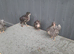 Young bantam chickens