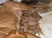 Fox Red Labradors