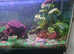 Large thank and fish