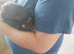 2 male rats 5 months old