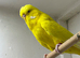 Lutino Budgie Male