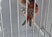BEAUTIFUL PROVEN PAIR MUTATION RED SISKINS
