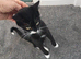 Female black and white cat