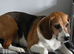 Lady Looking for Her Forever Home