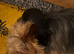 ADORABLE YORKSHIRE TERRIER PUPPIES FOR SALE