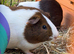 Guinea pig pairs
