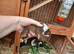 Baby guinea pigs