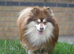 Reggie the pomsky Stud dog