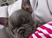 French-British bull dog mix
