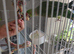 Indian ringneck parakeet male