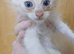 Maine coon X Ragdoll Kittens