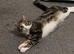 Needs rehoming asap