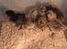 Silkie chick's