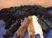 Cockapoo Puppies For Sale!!