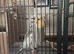 2 birds and large cage for sale.