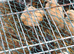 Unsexed chicks,various breeds
