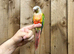 Pineapple conure