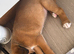 Champion breed boxer puppies