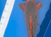JAPANESE KOI Matsuba