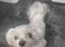 8 year old Maltese girl