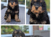 Gorgeous Cavapoo puppies