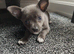 Blue/ lilac chihuahua puppies
