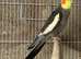 Cockatiel male