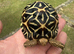 Indian Star Tortoises