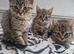 5 kittens ready to leave