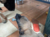 German shepherd x Saluki
