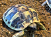 Hermann&rsquo;s 2025 Captive Bred