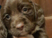 Beautiful Sprocker Puppies