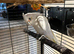 Bare eyed cockatoo female