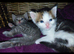 beautiful babies for sale