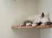 Ragdoll kitten