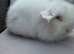 2x teddywidder adult females