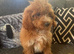 Absolutely stunning red cavapoos