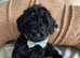 Cockapoo puppies ready now