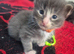 Absolutely stunning maine coons kittens