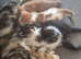 Kittens for sale