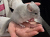 Chinchilla kits 2 female 1 male